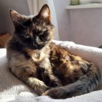 Profile picture of Friday Chaton